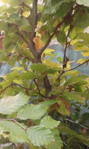 Fagus Sylvatica Lynnaeus